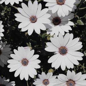 Meet your Posher, Tarena